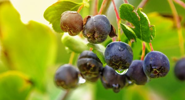 Aronia or black chokeberry berry fruit on branch in organic orchard selective focus