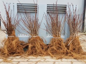 plantas de aronia vegetativa de dos años