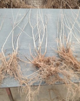 aronia seedlings (plants)